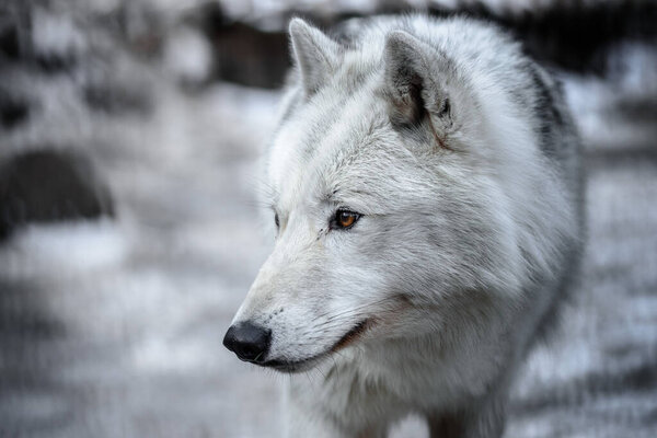 Arctic Wolf Canis lupus arctos aka Polar Wolf or White Wolf - Portrait of a polar wolf in early spring.