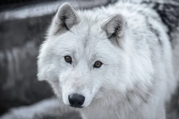 Arctic Wolf Canis lupus arctos namı diğer Kutup Kurdu veya Beyaz Kurt - Baharın başlarında kutup kurdunun portresi.