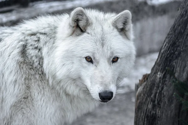 Arctic Wolf Canis lupus arctos namı diğer Kutup Kurdu veya Beyaz Kurt - Baharın başlarında kutup kurdunun portresi.