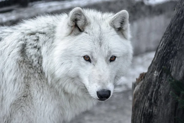 Arctic Wolf Canis Lupus Arctos Alias Lobo Polar Lobo Blanco — Foto de Stock