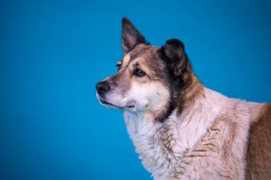 Mavi arka plandaki bir barınaktan alınmış üzgün bir köpeğin portresi.