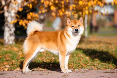 Shiba Inu 'nun sonbaharda parkta yaptığı portre..