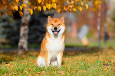 Shiba Inu 'nun sonbaharda parkta yaptığı portre..