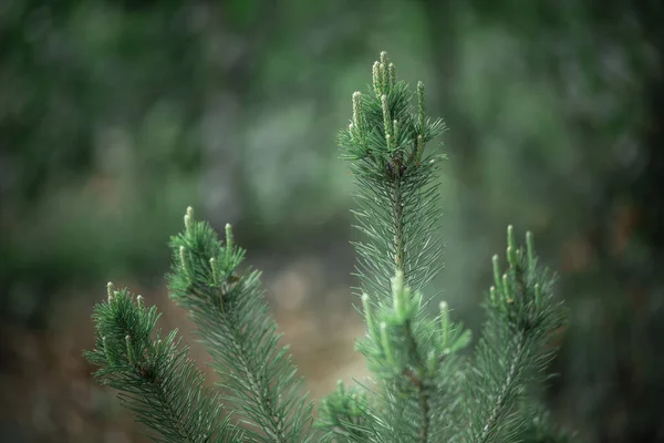 Τα πράσινα φύλλα του δέντρου. Όμορφο φυσικό υπόβαθρο. — Φωτογραφία Αρχείου