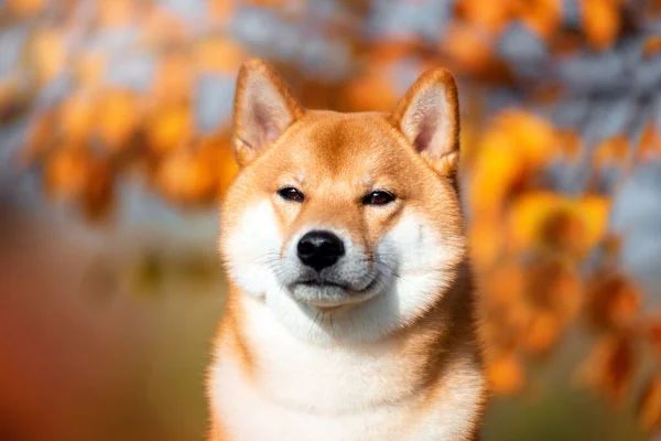 Shiba inu portréja ősszel a parkban. — Stock Fotó