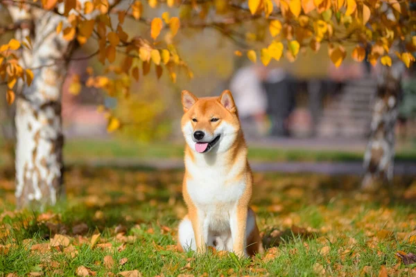 Ritratto di Shiba inu in autunno nel Parco . — Foto Stock
