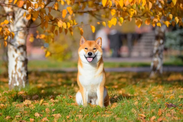 Porträtt av Shiba inu på hösten i parken. — Stockfoto