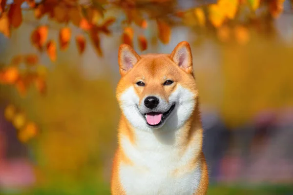 Portrait of Shiba inu in autumn in the Park. — Stock Photo, Image