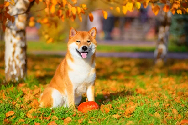 Shiba Inu 'nun sonbaharda parkta yaptığı portre..