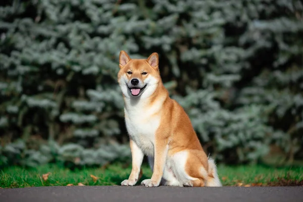 Retrato de Shiba inu en otoño en el Parque . —  Fotos de Stock