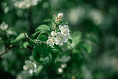 Çiçekli dallar, bahar yapraklarında arkaplandaki elma ağaçlarına karşı bulanık.