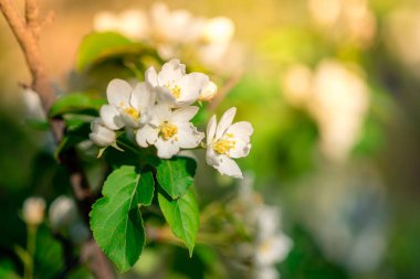 Çiçekli dallar, bahar yapraklarında arkaplandaki elma ağaçlarına karşı bulanık.