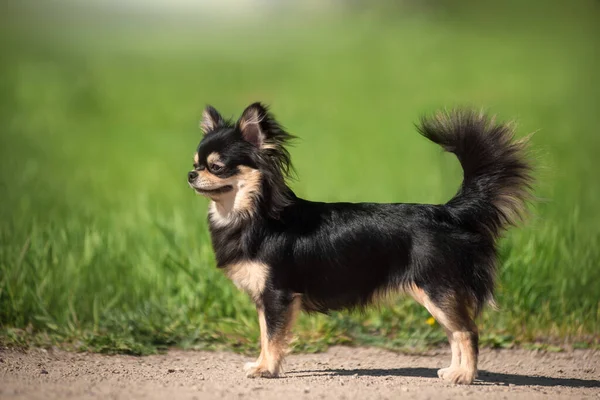 Estate Cane Chihuahua Una Radura Soleggiata — Foto Stock
