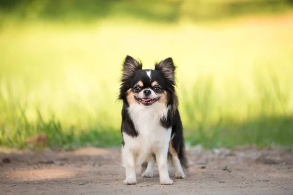 Nyár Egy Chihuahua Kutya Sunny Tisztáson — Stock Fotó