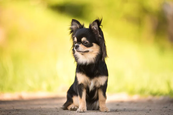 Verão Cachorro Chihuahua Uma Clareira Ensolarada — Fotografia de Stock