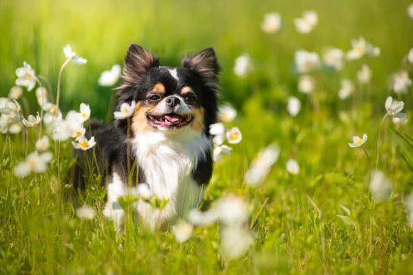 Summer Chihuahua Dog Sunny Clearing — Stock Photo, Image