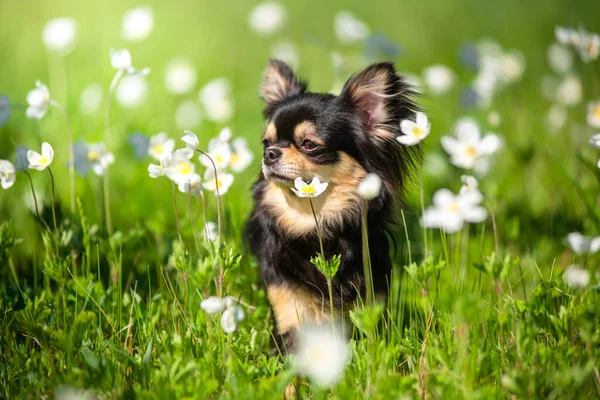 Summer Chihuahua Dog Sunny Clearing — Stock Photo, Image