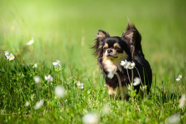 Nyár Egy Chihuahua Kutya Sunny Tisztáson — Stock Fotó