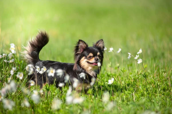 Summer Chihuahua Pes Slunné Mýtině — Stock fotografie