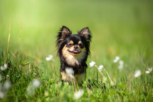 Verano Perro Chihuahua Una Limpieza Bronceada — Foto de Stock