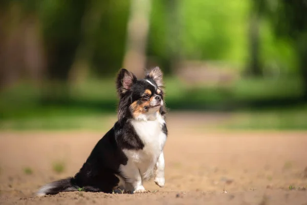 Sommar Chihuahua Hund Solig Glänta — Stockfoto