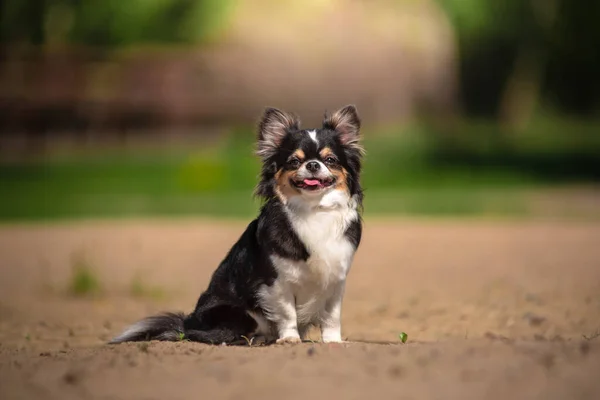 晴れた日のクリアリングでChihuahua犬 — ストック写真