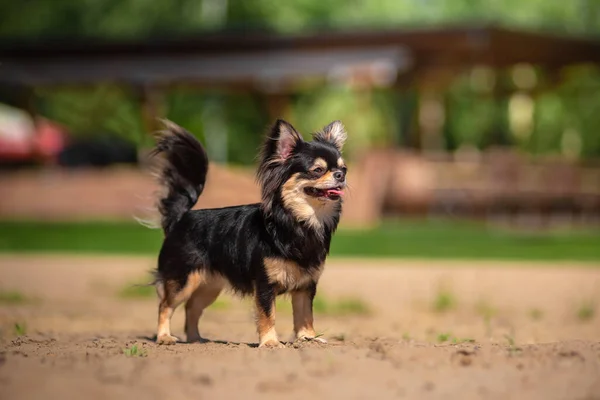 Estate Cane Chihuahua Una Radura Soleggiata — Foto Stock