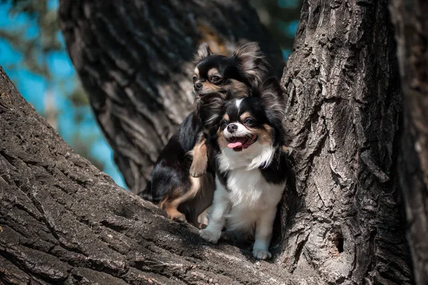 Verão Dois Cães Uma Árvore — Fotografia de Stock