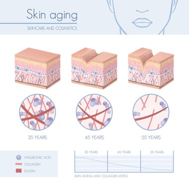 Skin aging stages diagrams clipart