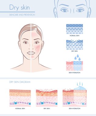 hydration infographic with skin diagram clipart