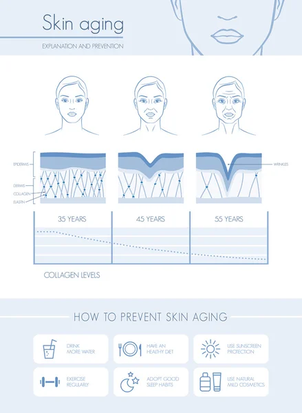 Diagramas y etapas del envejecimiento cutáneo — Archivo Imágenes Vectoriales