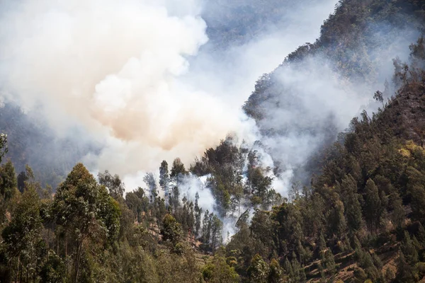 Forest fire in the mountains. Java Island, Indonesia. Natural fire in the mountains.