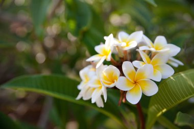 Bir dalda Frangipani çiçekleri, yakın plan. Plumeria, yaygın adı Frangipani olan çiçekli bir bitki cinsidir. Tapınak ağacı. Mezarlık Ağacı.
