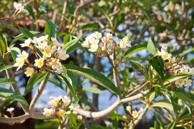 Bir dalda Frangipani çiçekleri, yakın plan. Plumeria, yaygın adı Frangipani olan çiçekli bir bitki cinsidir. Tapınak ağacı. Mezarlık Ağacı.