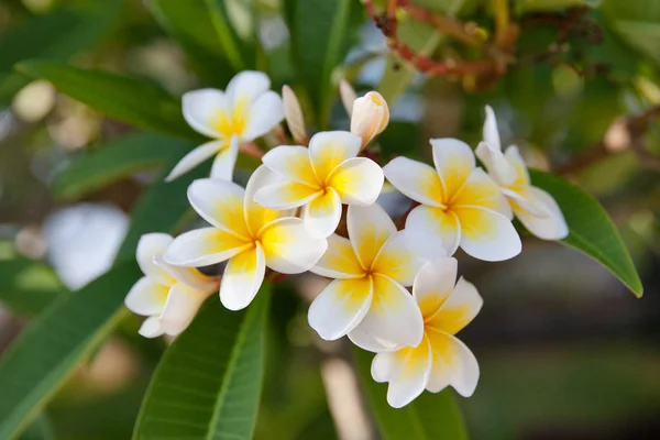 Flores de Frangipani em um ramo, close-up. Frangipani é um género botânico pertencente à família Asteraceae. Árvore do Templo. Árvore do cemitério . — Fotografia de Stock