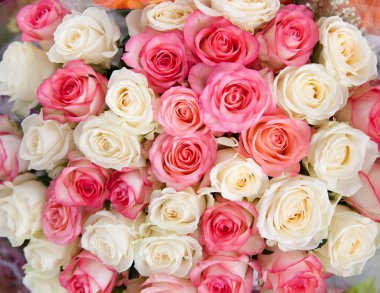 White and pink roses, close-up. Background of roses.