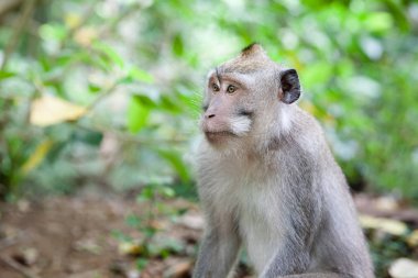 Maymun vahşi çekimde. Maymun ormanında oturuyor. Yaklaş. Bir maymun portresi.