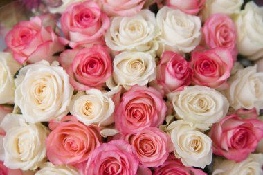 White and pink roses, close-up. Background of roses.