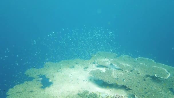 Korallrev og tropisk fisk. Leyte, Filippinene. – stockvideo
