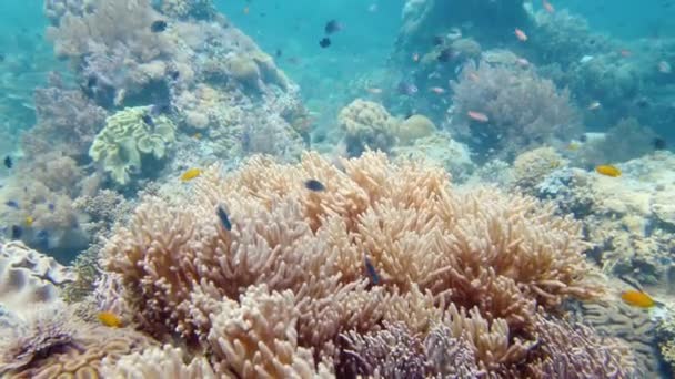 Egy korallzátony víz alatti világa. Leyte, Fülöp-szigetek. — Stock videók