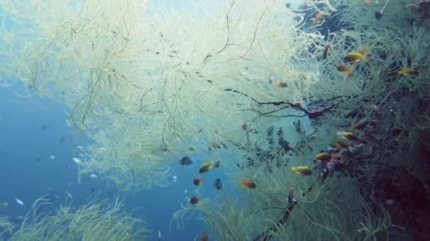美丽的珊瑚和热带鱼。Leyte，菲律宾. — 图库视频影像