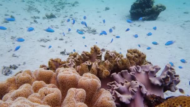 Bunte Korallen und tropische Fische. Korallenrifflandschaft Hintergrund im tiefblauen Ozean mit Fischen und Meereslebewesen. Neonfische — Stockvideo