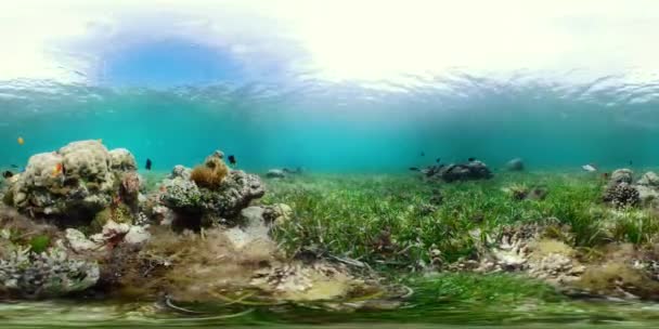 Il mondo sottomarino di una barriera corallina 360VR. — Video Stock