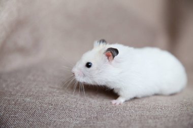 pembe pençeleri ve siyah gözlü beyaz hamster