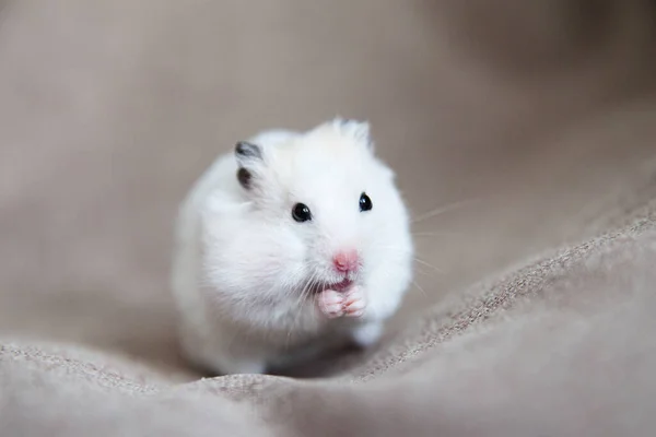 Weißer Hamster mit rosa Pfoten und schwarzen Augen — Stockfoto