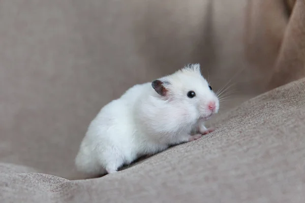 Hamster branco com patas rosa e olhos pretos — Fotografia de Stock