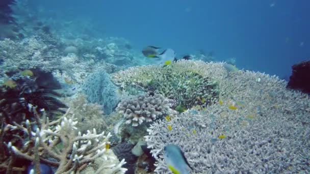 Recifes de corais e peixes tropicais subaquáticos. Leyte, Filipinas. — Vídeo de Stock