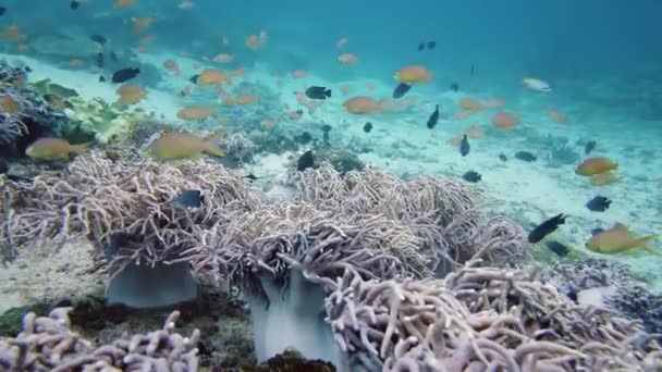 Karang karang dengan ikan di bawah air. Leyte, Filipina. — Stok Video