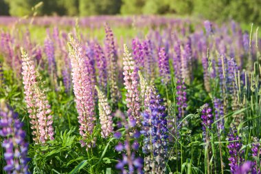 Lupin tarlası. Çayırda mor ve pembe lupin. Çiçek açan lupinli yaz çayırı.