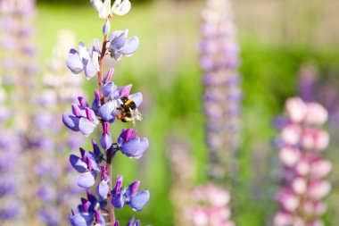 Lupin ve yaban arısı. Kır çiçekleriyle kaplı manzara.